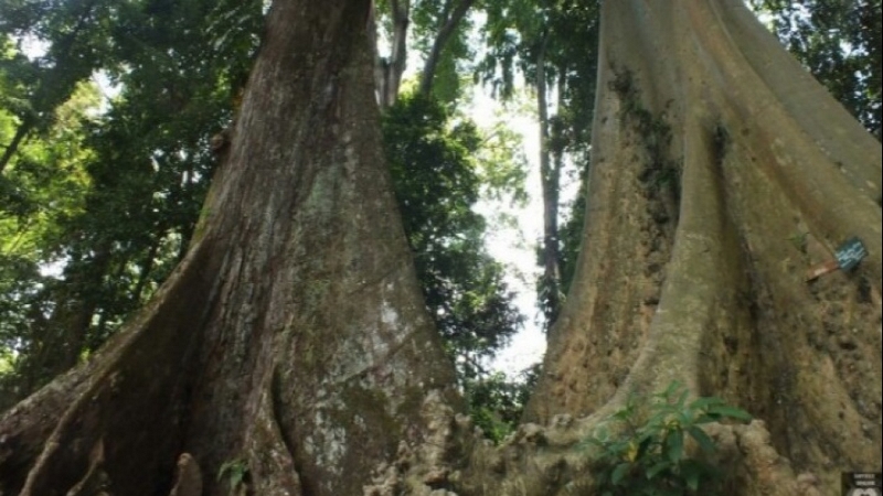 6450ab84c2a73-pohon-jodoh_jabar