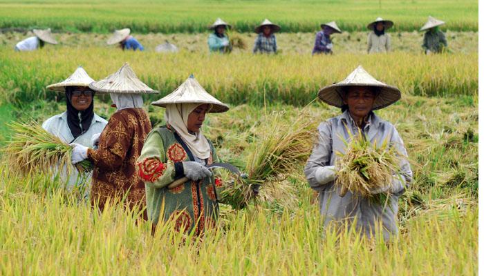  Renungan tentang Swasembada Komoditas Pangan