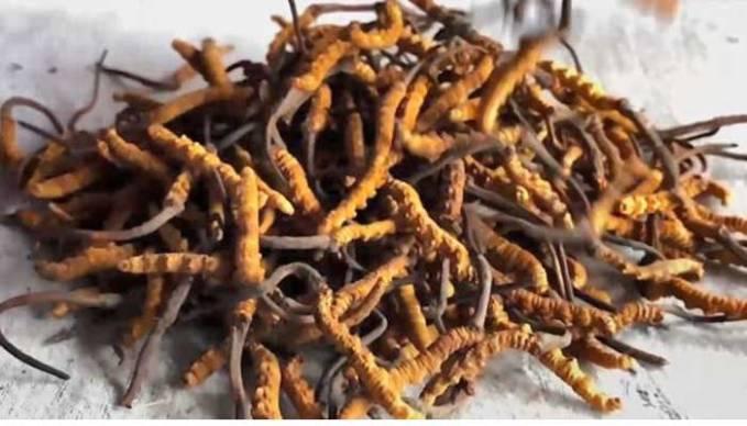  Wouw, Ada ‘Obat Kuat‘ dari Himalaya, Harganya Rp1,4 Miliar per Kilogram