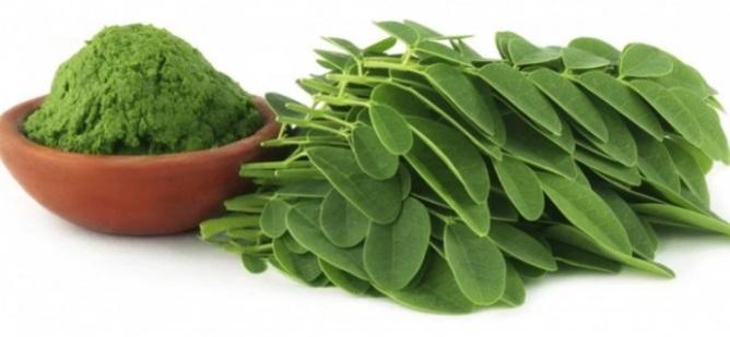  Ragam Khasiat Daun Kelor bagi Kesehatan Anda