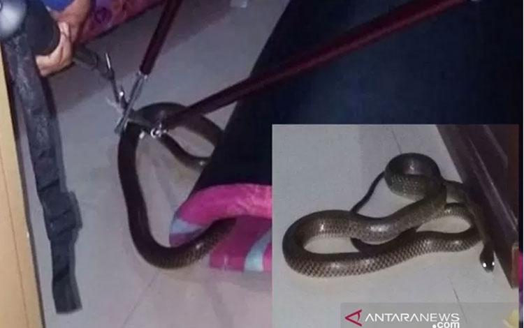  Ular Kobra 1,5 Meter Masuk ke Kamar Tidur Warga di Sampit