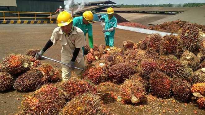  Industri Sawit Sumbang Devisa 3,5 Miliar Dolar AS