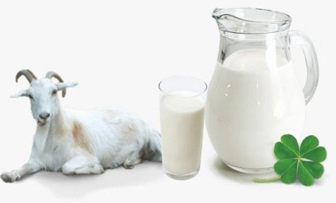  Mau Hidup Sehat? Yuk, Minum Rutin Susu Kambing