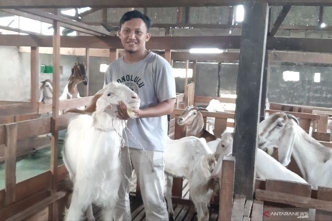  Kisah Fauzan, Peternak Milenal Raih Omset Ratusan Juta dari Budidaya Kambing