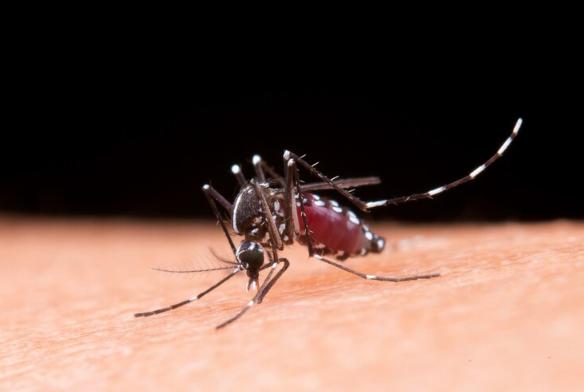  Kemenkes: Kasus Dengue 2024 Lebih Tinggi Dibandingkan 2023