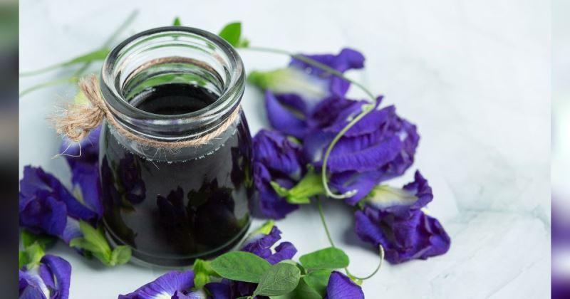  Menggunakan Bunga Telang untuk Obat Mata Berisiko Menimbulkan Infeksi
