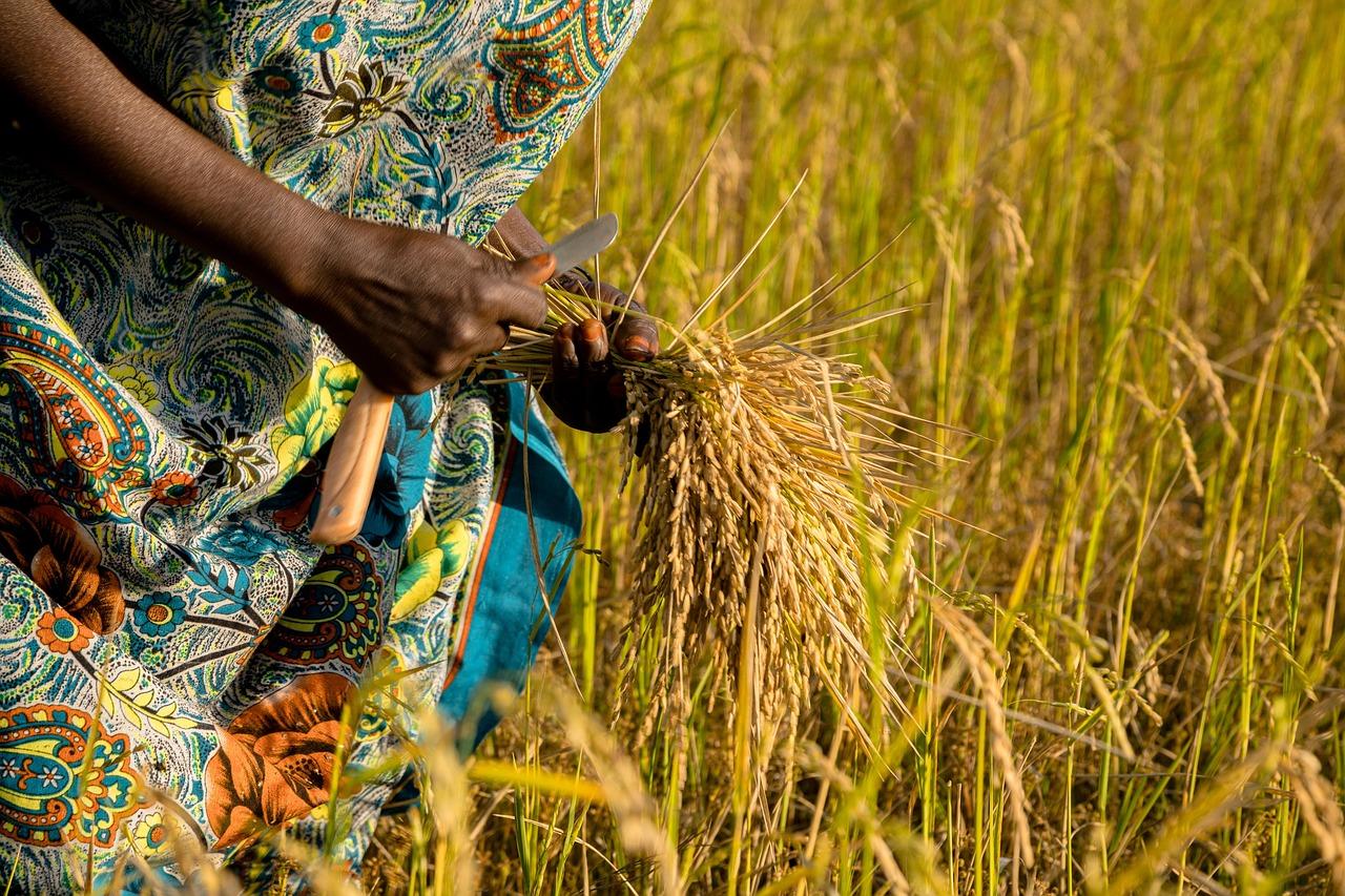  Penelitian: CO2 Meningkat, Kandungan Gizi Tanaman Menurun