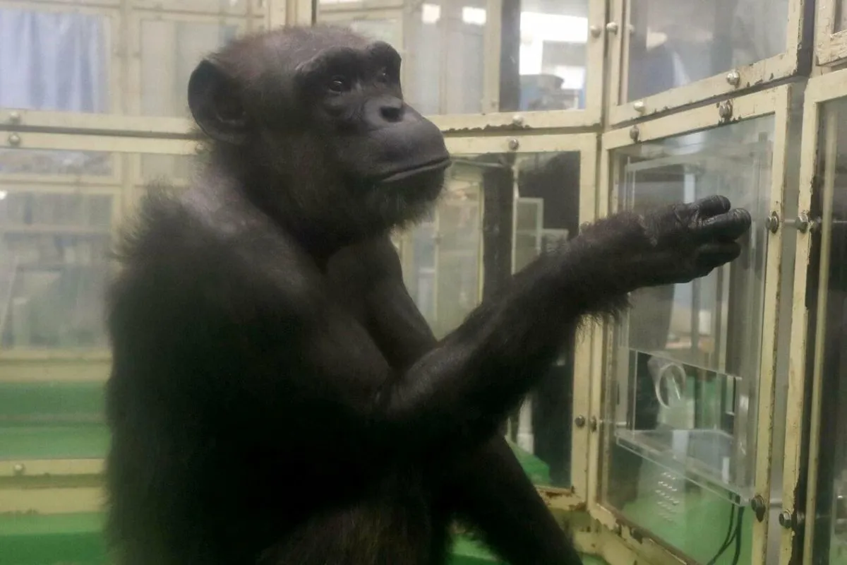  Simpanse Cerdas Jepang ‘Ai‘ Tutup Usia di 49 Tahun, Tinggalkan Jejak Riset Bahasa